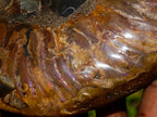 Polished Large Cleoniceras Ammonite Fossil Pair x 1 pair From Tulear, Madagascar - Toprock Gemstones and Minerals 