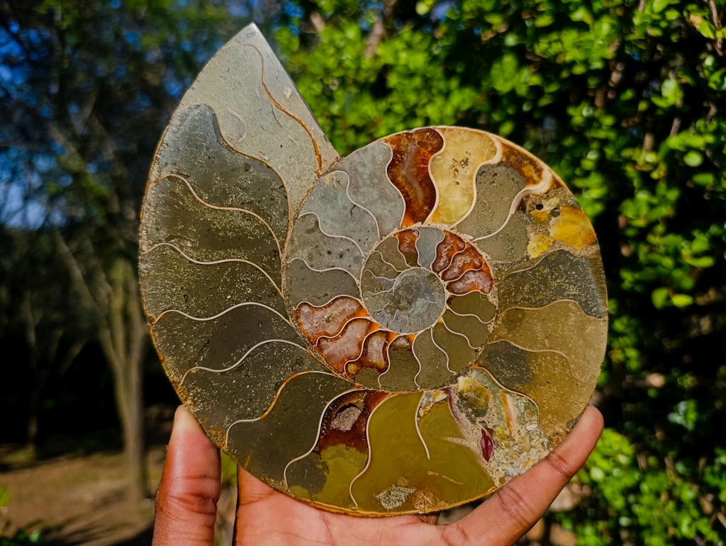 Polished Large Cleoniceras Ammonite Fossil Pair x 1 pair From Tulear, Madagascar - Toprock Gemstones and Minerals 