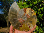 Polished Large Cleoniceras Ammonite Fossil Pair x 1 pair From Tulear, Madagascar - Toprock Gemstones and Minerals 