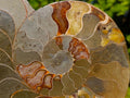 Polished Large Cleoniceras Ammonite Fossil Pair x 1 pair From Tulear, Madagascar - Toprock Gemstones and Minerals 