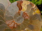 Polished Large Cleoniceras Ammonite Fossil Pair x 1 pair From Tulear, Madagascar - Toprock Gemstones and Minerals 