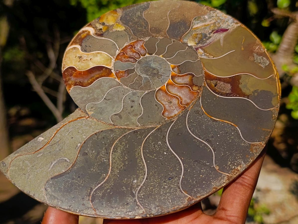 Polished Large Cleoniceras Ammonite Fossil Pair x 1 pair From Tulear, Madagascar - Toprock Gemstones and Minerals 