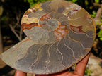 Polished Large Cleoniceras Ammonite Fossil Pair x 1 pair From Tulear, Madagascar - Toprock Gemstones and Minerals 