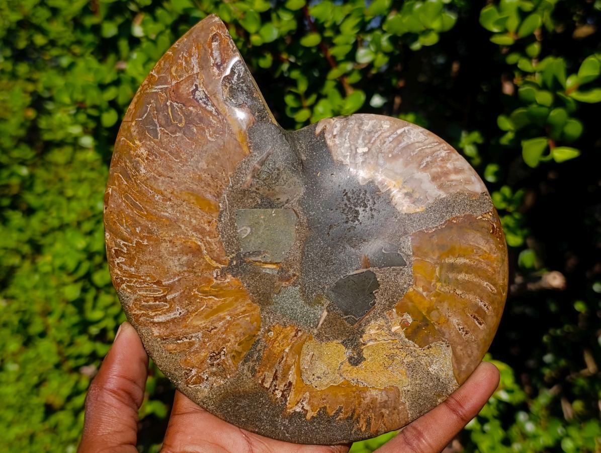 Polished Large Cleoniceras Ammonite Fossil Pair x 1 pair From Tulear, Madagascar - Toprock Gemstones and Minerals 