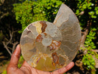 Polished Large Cleoniceras Ammonite Fossil Pair x 1 pair From Tulear, Madagascar - Toprock Gemstones and Minerals 