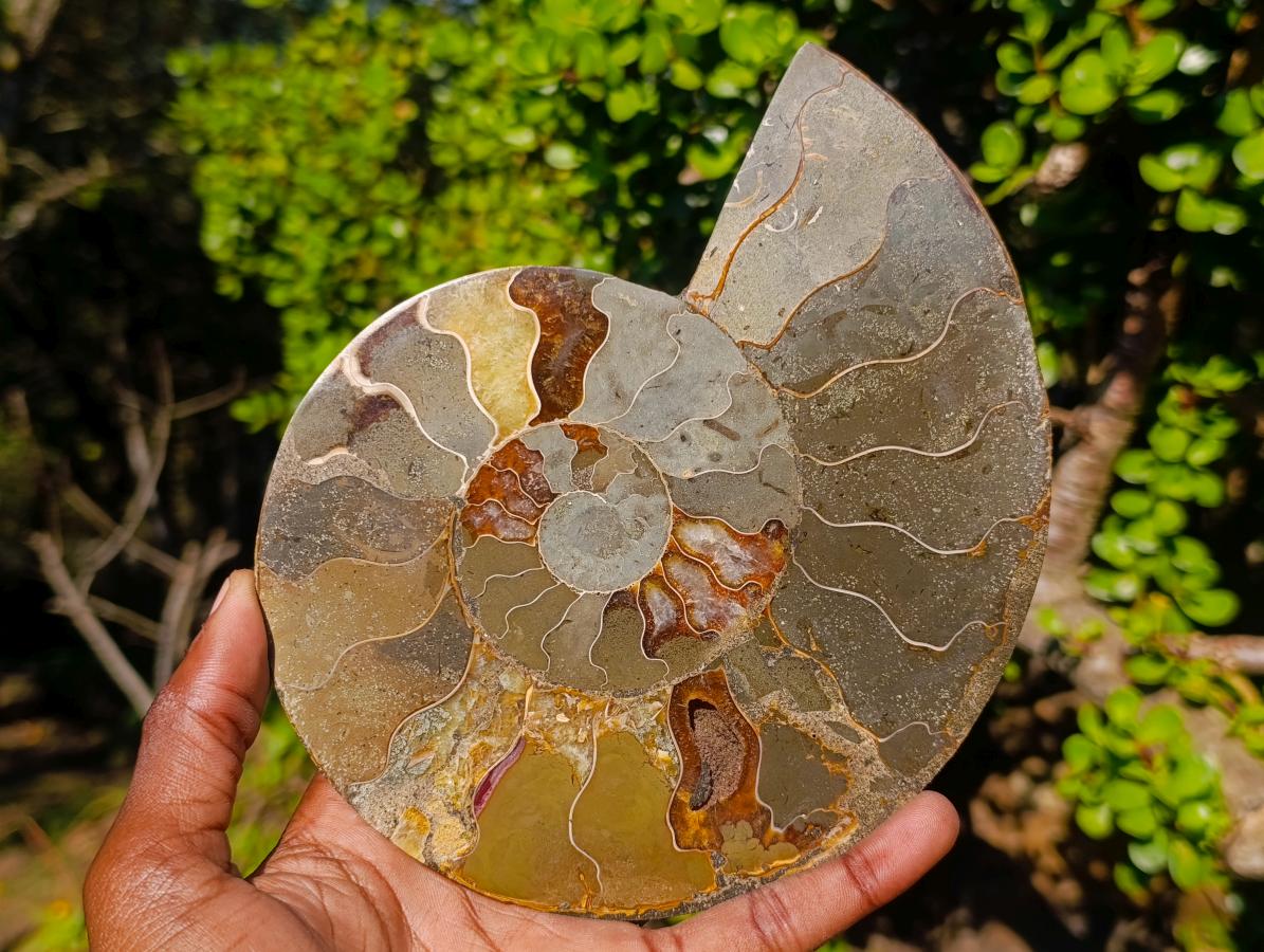 Polished Large Cleoniceras Ammonite Fossil Pair x 1 pair From Tulear, Madagascar - Toprock Gemstones and Minerals 