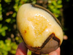 Polished Septerye Sauvage "Dragons Egg" Geodes x 6 From Mahajanga, Madagascar - Toprock Gemstones and Minerals 