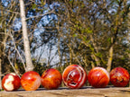 Polished Carnelian Agate Gemstone Spheres x 6 From Madagascar - Toprock Gemstones and Minerals 