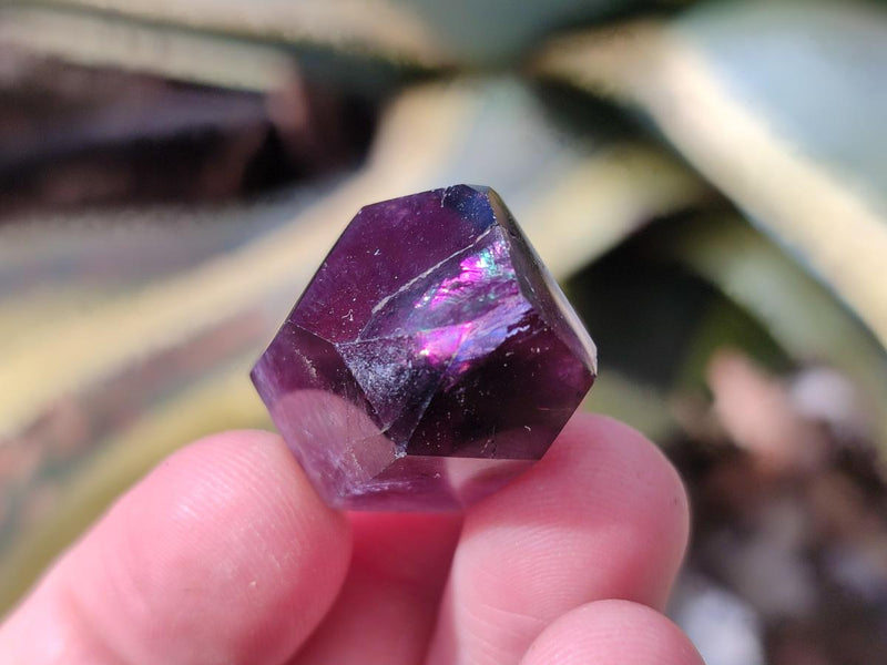 Polished Mini Dark Window Amethyst Crystals x 70 From Akansobe, Madagascar - Toprock Gemstones and Minerals 