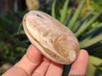 Polished Bivalve Fossil Clams x 12 From Maintirano, Madagascar - Toprock Gemstones and Minerals 
