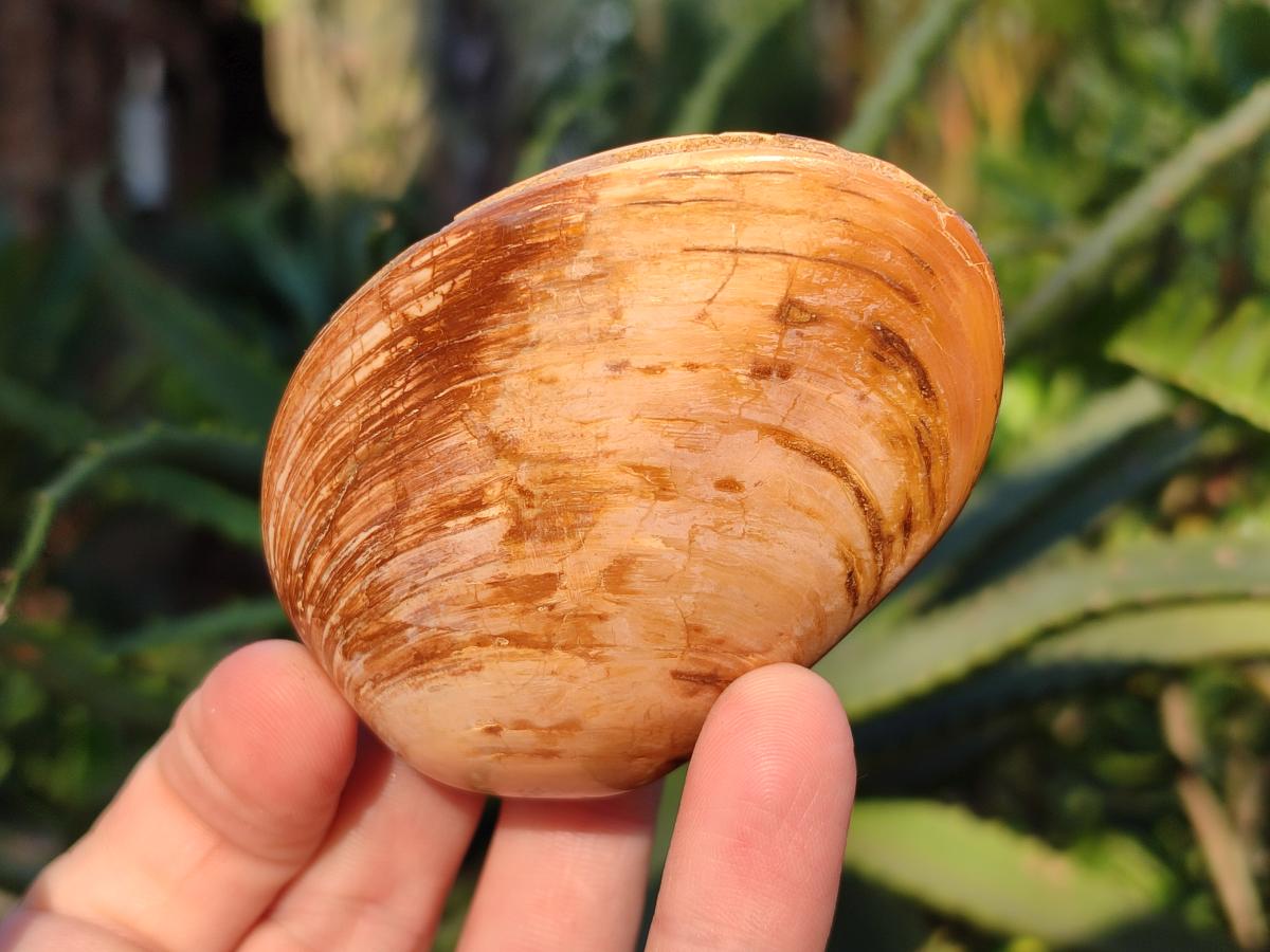 Polished Bivalve Fossil Clams x 12 From Maintirano, Madagascar - Toprock Gemstones and Minerals 