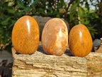 Polished Bivalve Fossil Clams x 12 From Maintirano, Madagascar - Toprock Gemstones and Minerals 
