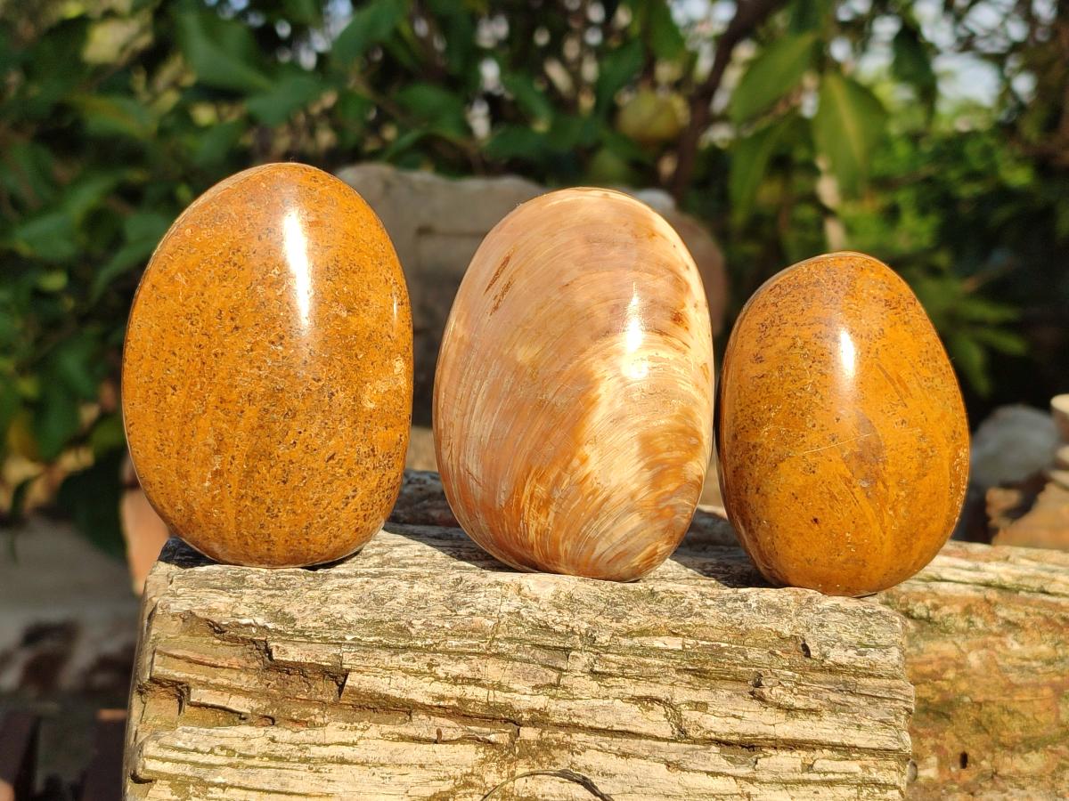 Polished Bivalve Fossil Clams x 12 From Maintirano, Madagascar - Toprock Gemstones and Minerals 