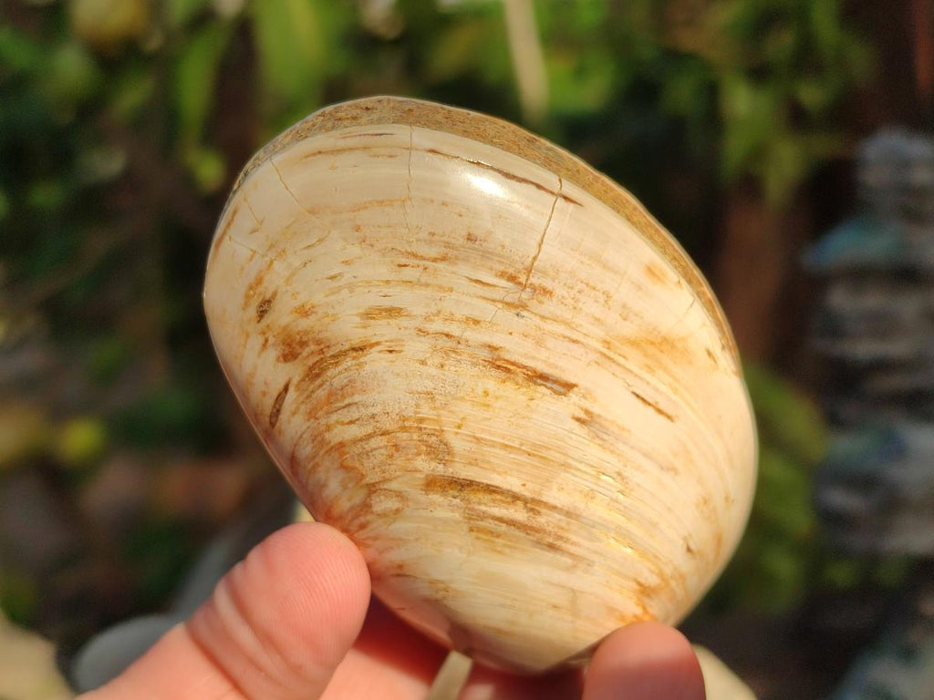 Polished Bivalve Fossil Clams x 12 From Maintirano, Madagascar - Toprock Gemstones and Minerals 