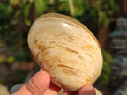 Polished Bivalve Fossil Clams x 12 From Maintirano, Madagascar - Toprock Gemstones and Minerals 