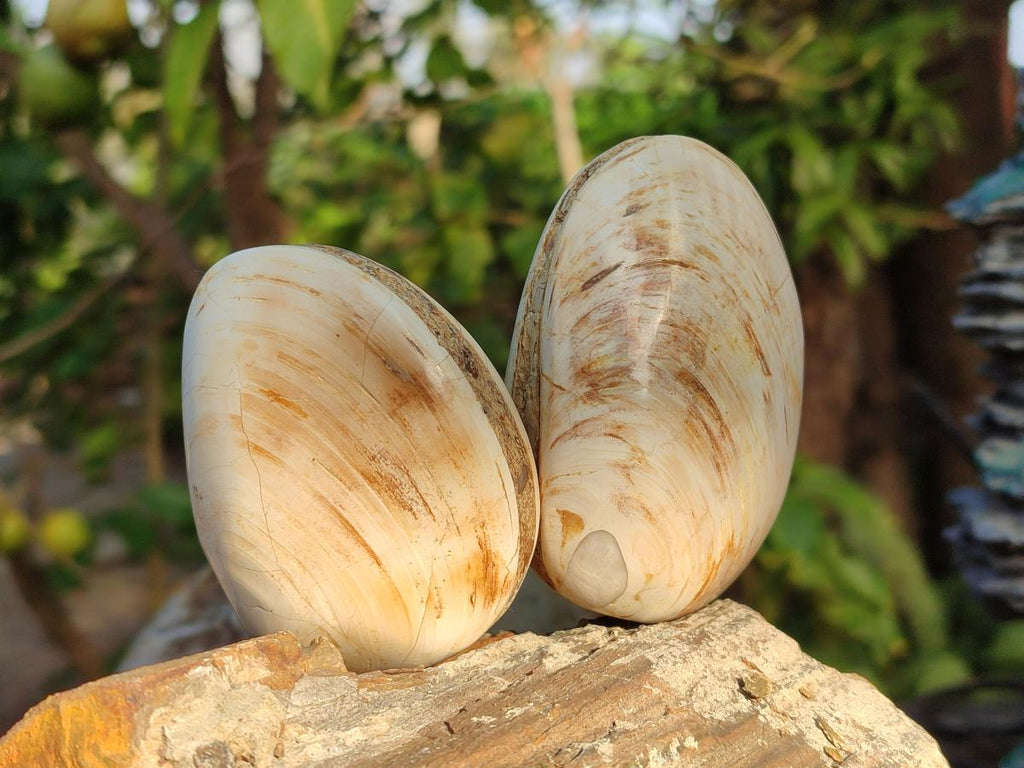 Polished Bivalve Fossil Clams x 12 From Maintirano, Madagascar - Toprock Gemstones and Minerals 