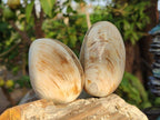 Polished Bivalve Fossil Clams x 12 From Maintirano, Madagascar - Toprock Gemstones and Minerals 
