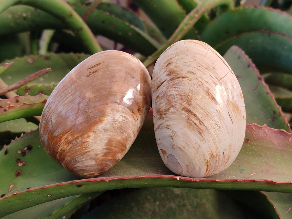 Polished Bivalve Fossil Clams x 12 From Maintirano, Madagascar - Toprock Gemstones and Minerals 