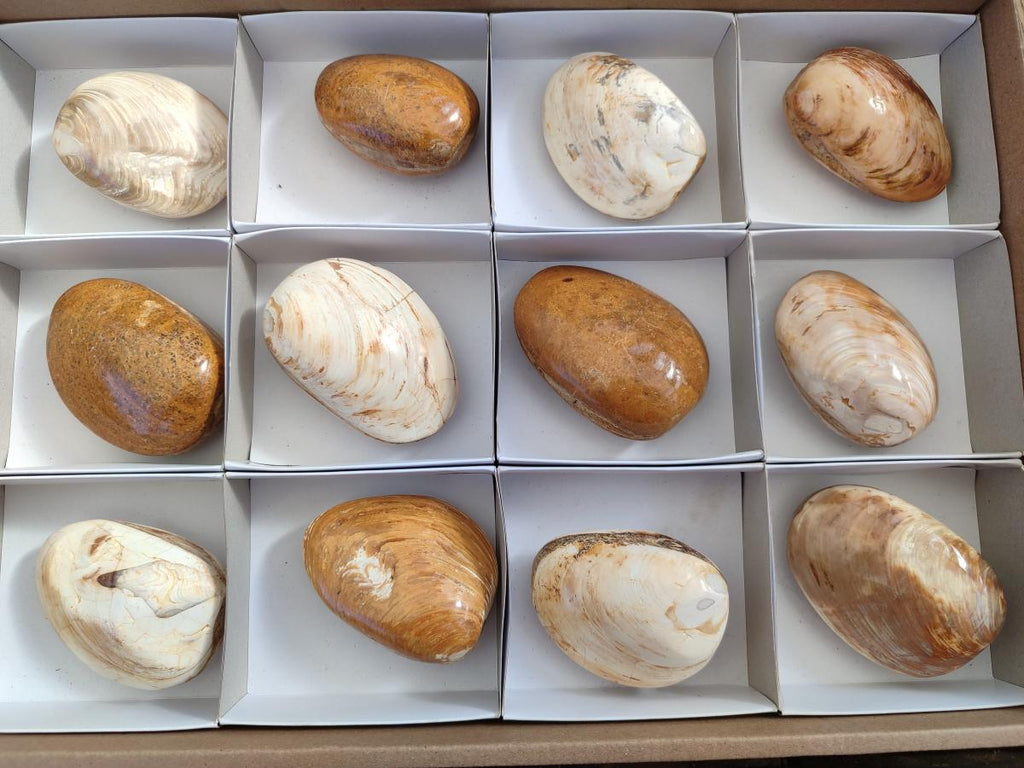 Polished Bivalve Fossil Clams x 12 From Maintirano, Madagascar - Toprock Gemstones and Minerals 