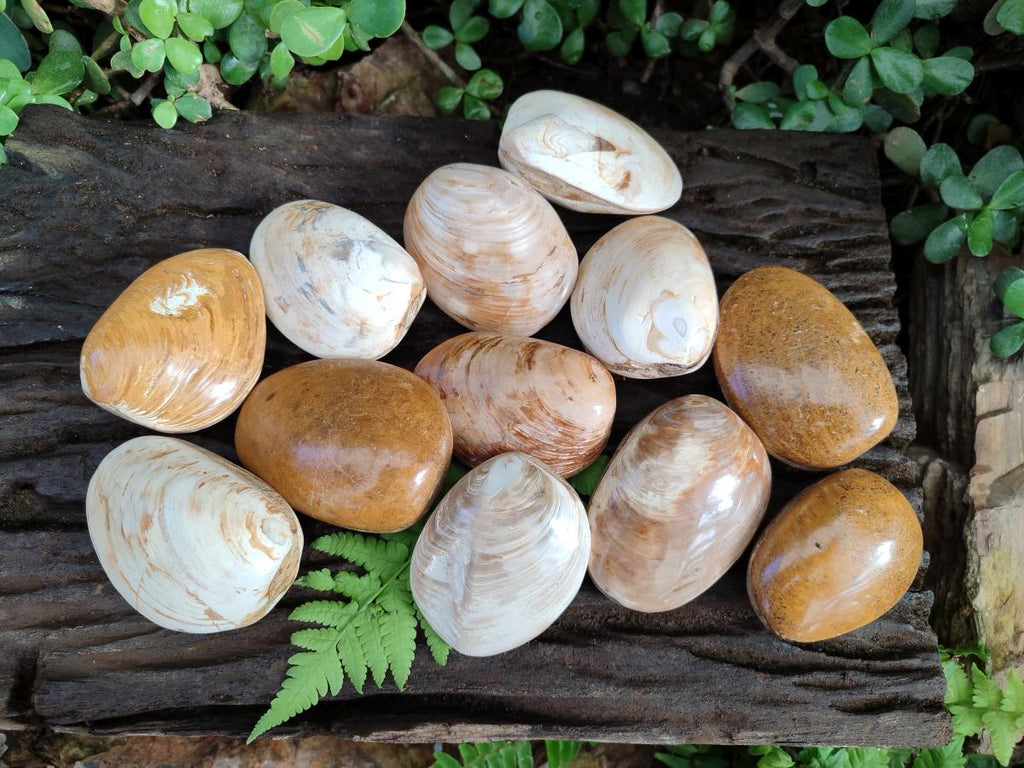 Polished Bivalve Fossil Clams x 12 From Maintirano, Madagascar - Toprock Gemstones and Minerals 