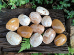 Polished Bivalve Fossil Clams x 12 From Maintirano, Madagascar - Toprock Gemstones and Minerals 