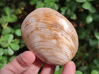 Polished Bivalve Fossil Clams x 12 From Maintirano, Madagascar - Toprock Gemstones and Minerals 