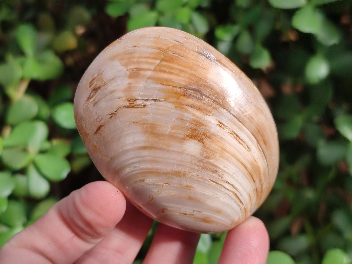 Polished Bivalve Fossil Clams x 12 From Maintirano, Madagascar - Toprock Gemstones and Minerals 