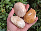 Polished Bivalve Fossil Clams x 12 From Maintirano, Madagascar - Toprock Gemstones and Minerals 