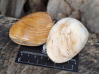 Polished Bivalve Fossil Clams x 12 From Maintirano, Madagascar - Toprock Gemstones and Minerals 