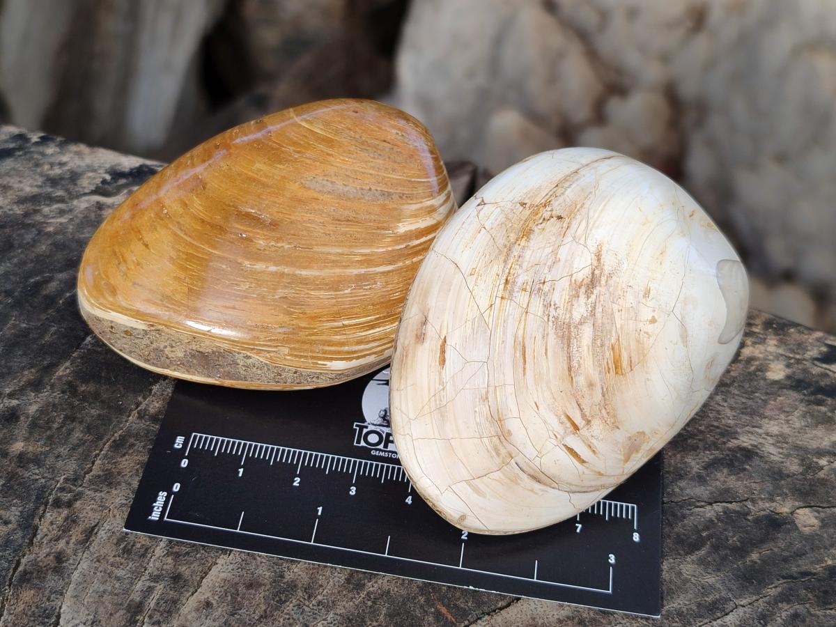 Polished Bivalve Fossil Clams x 12 From Maintirano, Madagascar - Toprock Gemstones and Minerals 