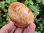 Polished Bivalve Fossil Clams x 12 From Maintirano, Madagascar - Toprock Gemstones and Minerals 