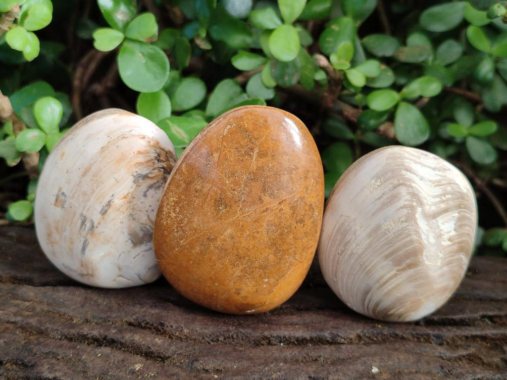 Polished Bivalve Fossil Clams x 12 From Maintirano, Madagascar - Toprock Gemstones and Minerals 