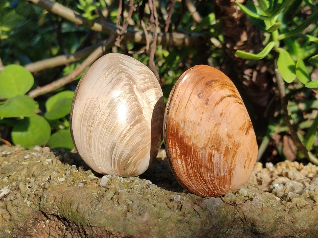 Polished Bivalve Fossil Clams x 12 From Maintirano, Madagascar - Toprock Gemstones and Minerals 