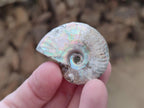 Natural Whole Cleoniceras Ammonite Fossils With Iridescent Ammolite Shells x 35 From Maintirano, Madagascar - Toprock Gemstones and Minerals 