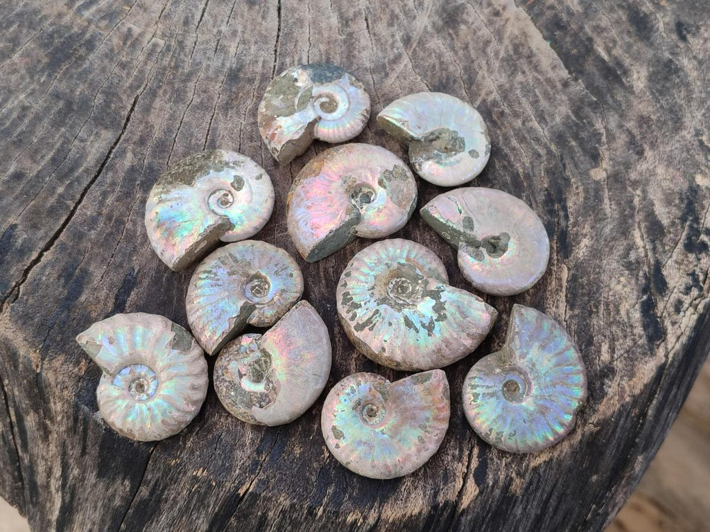 Natural Whole Cleoniceras Ammonite Fossils With Iridescent Ammolite Shells x 35 From Maintirano, Madagascar - Toprock Gemstones and Minerals 