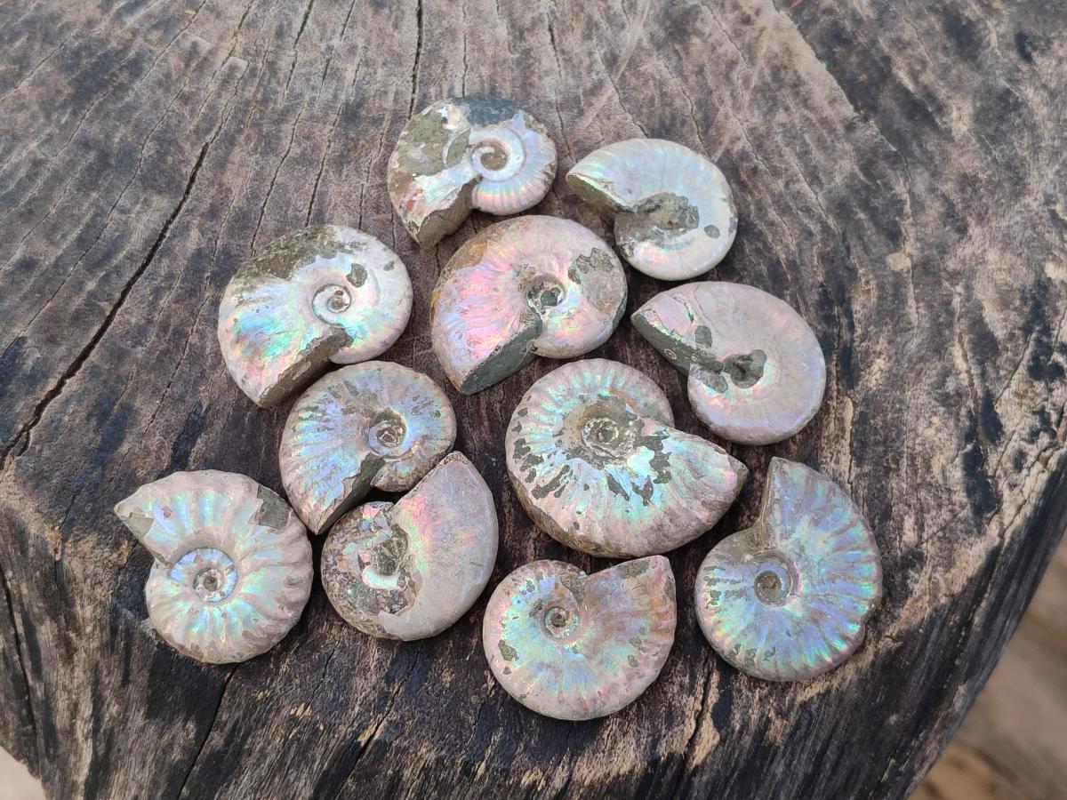 Natural Whole Cleoniceras Ammonite Fossils With Iridescent Ammolite Shells x 35 From Maintirano, Madagascar - Toprock Gemstones and Minerals 