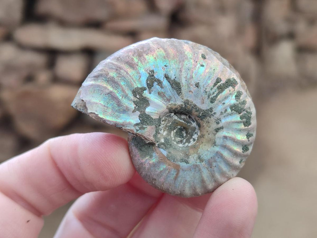 Natural Whole Cleoniceras Ammonite Fossils With Iridescent Ammolite Shells x 35 From Maintirano, Madagascar - Toprock Gemstones and Minerals 