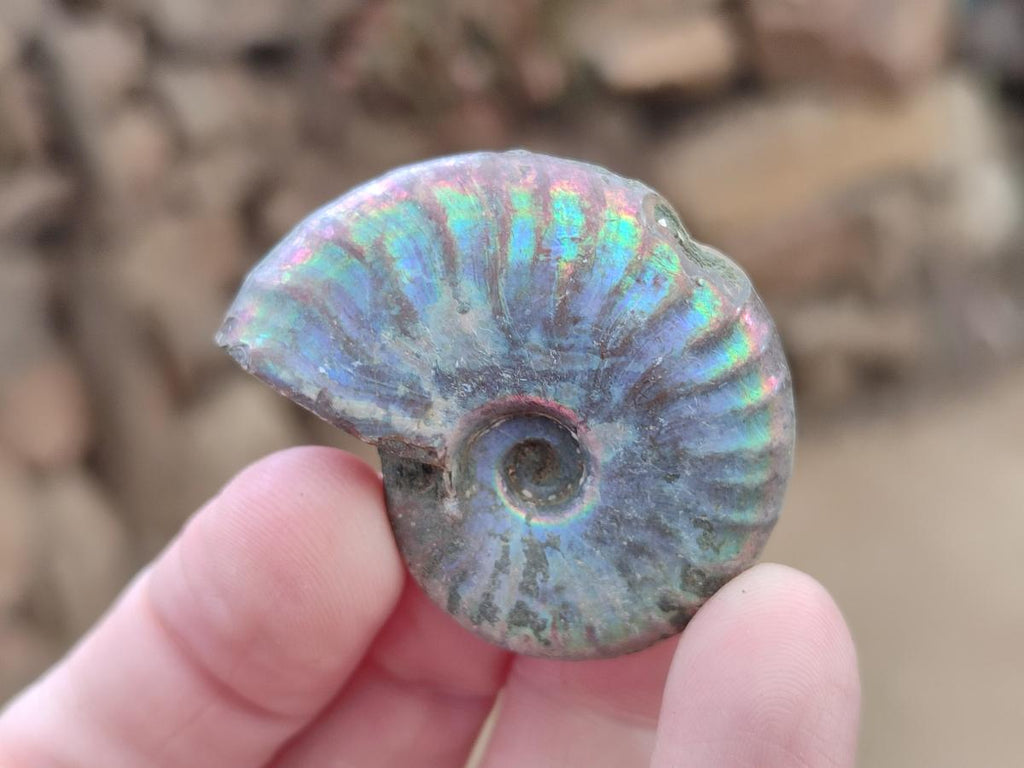 Natural Whole Cleoniceras Ammonite Fossils With Iridescent Ammolite Shells x 35 From Maintirano, Madagascar - Toprock Gemstones and Minerals 