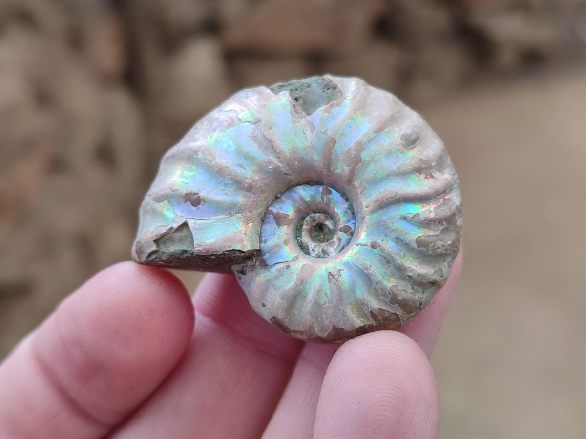 Natural Whole Cleoniceras Ammonite Fossils With Iridescent Ammolite Shells x 35 From Maintirano, Madagascar - Toprock Gemstones and Minerals 