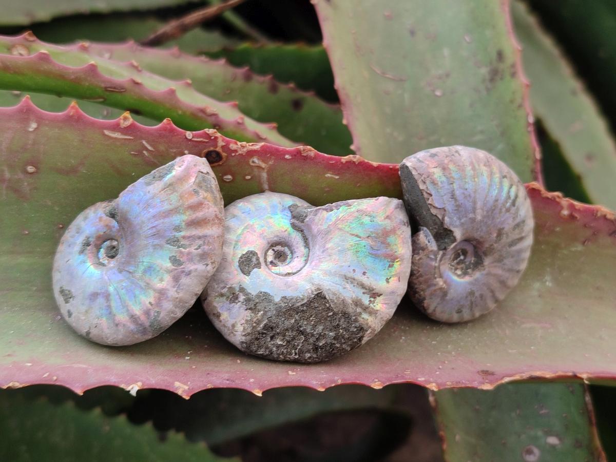 Natural Whole Cleoniceras Ammonite Fossils With Iridescent Ammolite Shells x 35 From Maintirano, Madagascar - Toprock Gemstones and Minerals 