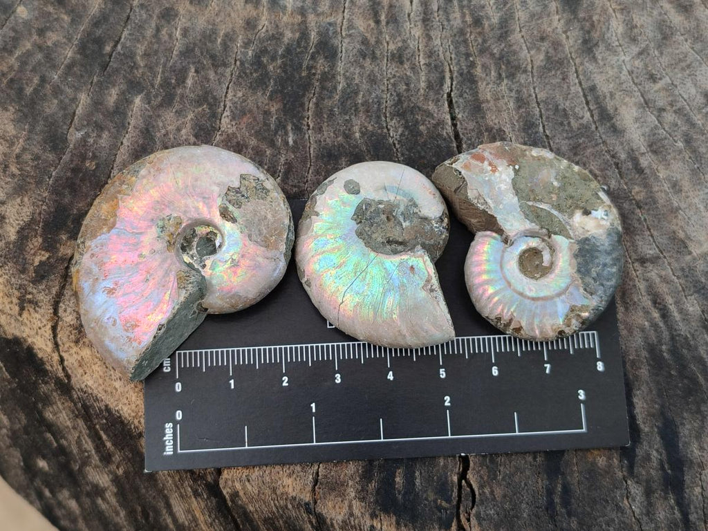 Natural Whole Cleoniceras Ammonite Fossils With Iridescent Ammolite Shells x 35 From Maintirano, Madagascar - Toprock Gemstones and Minerals 
