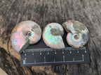 Natural Whole Cleoniceras Ammonite Fossils With Iridescent Ammolite Shells x 35 From Maintirano, Madagascar - Toprock Gemstones and Minerals 