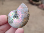 Natural Whole Cleoniceras Ammonite Fossils With Iridescent Ammolite Shells x 35 From Maintirano, Madagascar - Toprock Gemstones and Minerals 