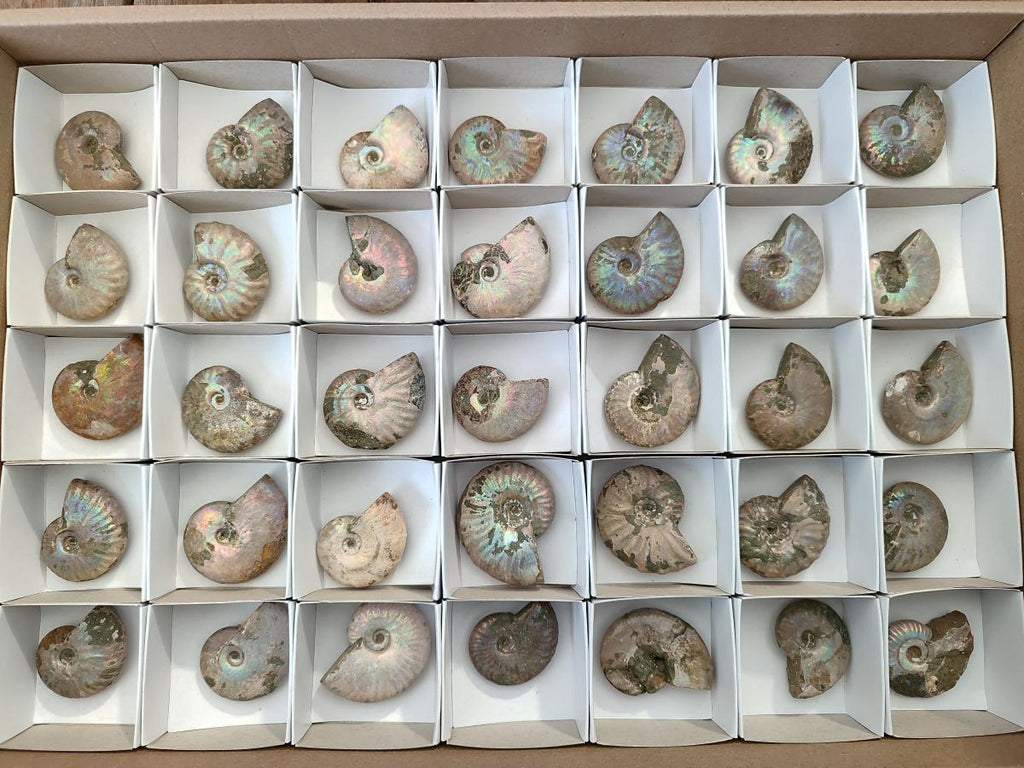 Natural Whole Cleoniceras Ammonite Fossils With Iridescent Ammolite Shells x 35 From Maintirano, Madagascar - Toprock Gemstones and Minerals 