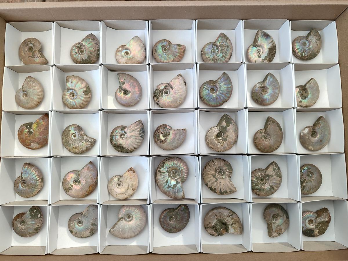 Natural Whole Cleoniceras Ammonite Fossils With Iridescent Ammolite Shells x 35 From Maintirano, Madagascar - Toprock Gemstones and Minerals 