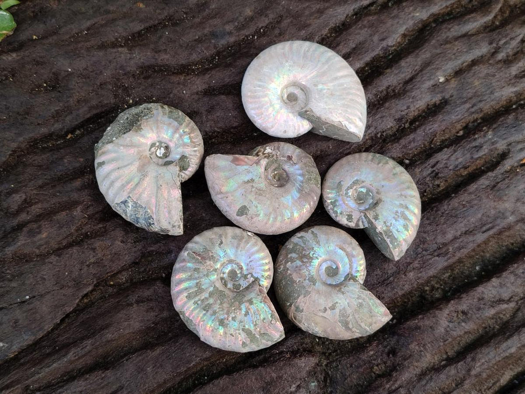 Natural Whole Cleoniceras Ammonite Fossils With Iridescent Ammolite Shells x 35 From Maintirano, Madagascar - Toprock Gemstones and Minerals 