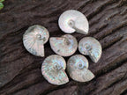 Natural Whole Cleoniceras Ammonite Fossils With Iridescent Ammolite Shells x 35 From Maintirano, Madagascar - Toprock Gemstones and Minerals 