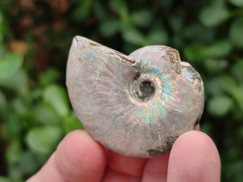 Natural Whole Cleoniceras Ammonite Fossils With Iridescent Ammolite Shells x 35 From Maintirano, Madagascar - Toprock Gemstones and Minerals 