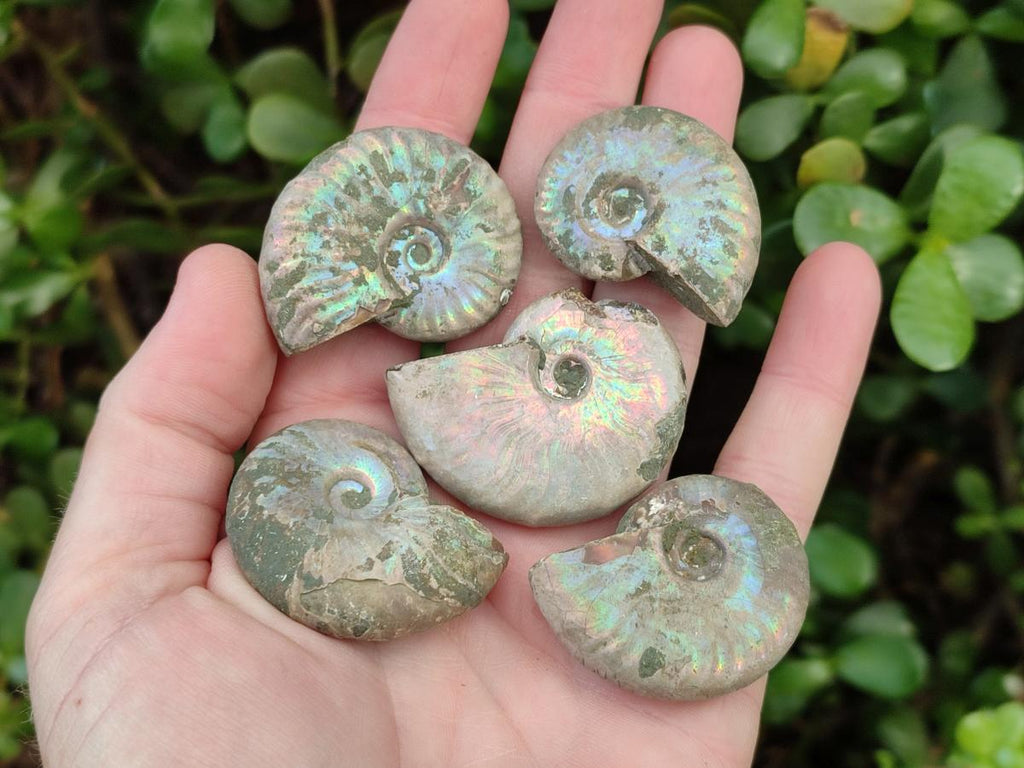 Natural Whole Cleoniceras Ammonite Fossils With Iridescent Ammolite Shells x 35 From Maintirano, Madagascar - Toprock Gemstones and Minerals 