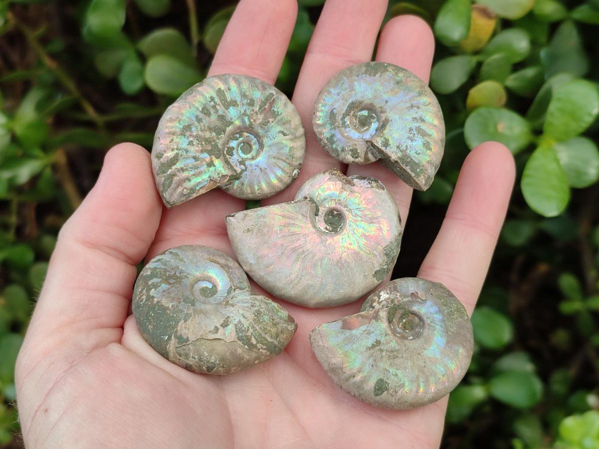 Natural Whole Cleoniceras Ammonite Fossils With Iridescent Ammolite Shells x 35 From Maintirano, Madagascar - Toprock Gemstones and Minerals 